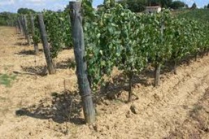 L'agricoltura nella provincia di Ravenna a cura di Gianluigi Bartolini 1B